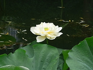 20090826shanhai31010.jpg