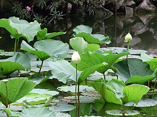 20090826shanhai31111.jpg
