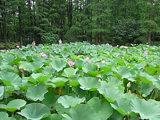 20090826shanhai366.jpg