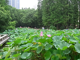 20090826shanhai377.jpg