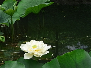 20090826shanhai388.jpg