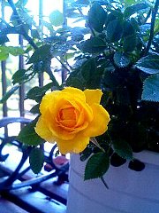 070430_rose