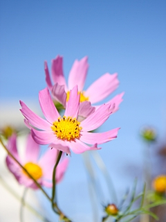 090906hana11.jpg