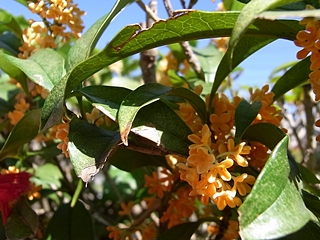 20091018hana11.jpg