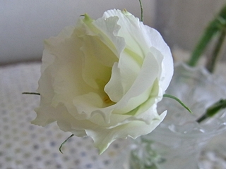 20091122hana11.jpg