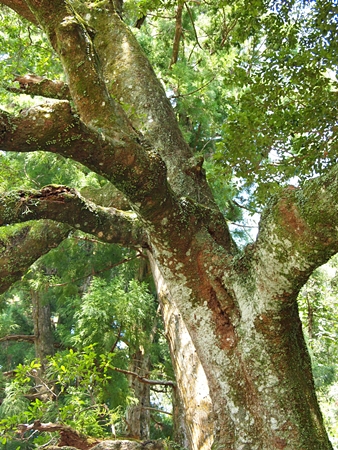 20100825kumano2626.jpg