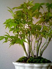 060504_bonsai