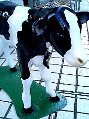 060814_cow