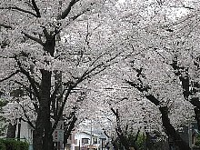 070331sakura