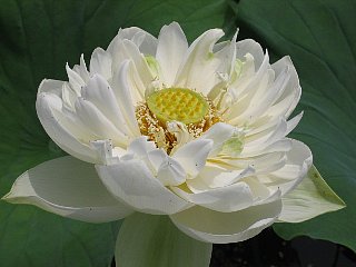 070701hana555