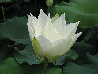 070701hana666