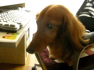 080401dog2
