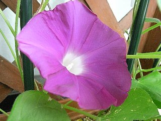 080714hana11