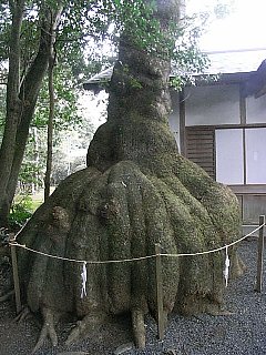 090213伊雑宮大木11.jpg