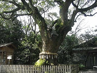 090214熱田神宮大木11.jpg