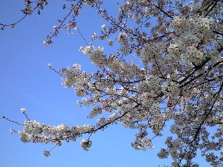 090403sakura11.jpg