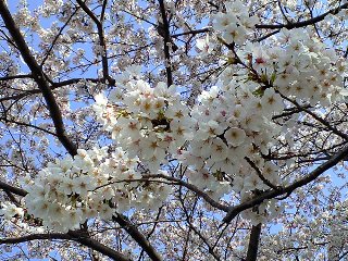 090403sakura22.jpg