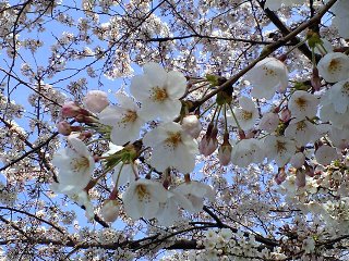090403sakura33.jpg