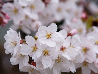 090405sakura11.jpg