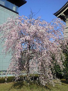 20090409sakura11.jpg