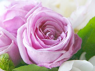 20090510rose11.jpg