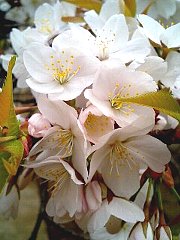 060402_sidare1.jpg