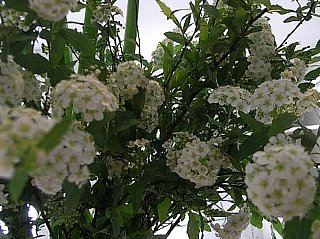 090315hana44.jpg
