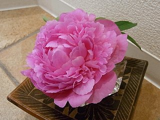 20090530hana11.jpg
