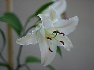 20090621hana11.jpg