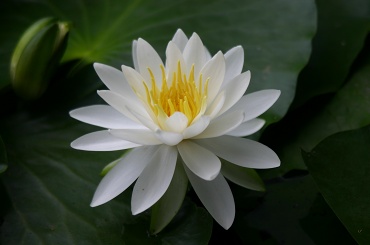 20090707suiren11.jpg
