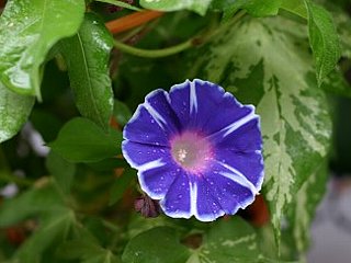 20090719858-asa-gao.jpg