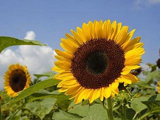 20090822hana11.jpg