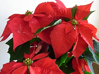 20091220hana11.jpg