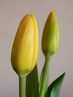 20100214hana11.jpg