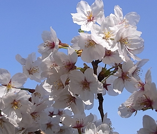 20100408sakura44.jpg