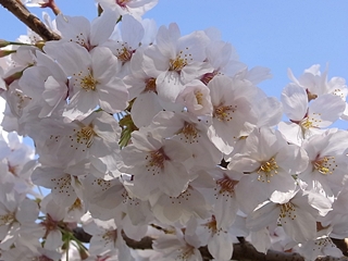 20100408sakura55.jpg