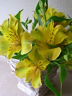20100424hana11.jpg