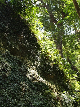 20100825kumano2323.jpg