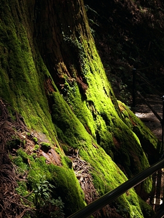 20100827kumano55.jpg