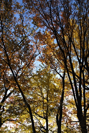20111106tree11.jpg