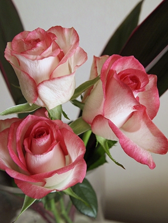 20111204rose11.JPG