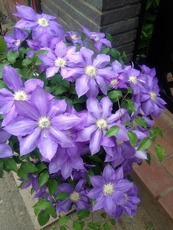 20120513hana11.jpg