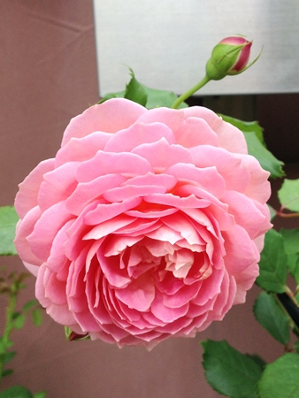 20120701hana11.jpg