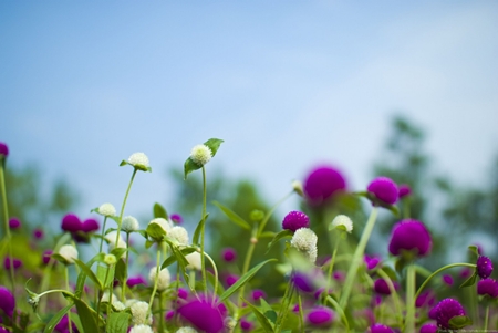 20120722hana11.jpg