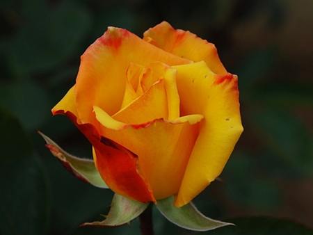20120916hana11.jpg