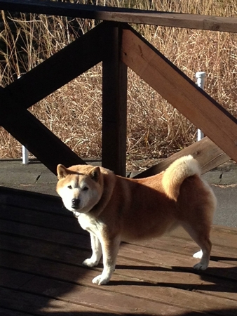 20121225kofu55.jpg