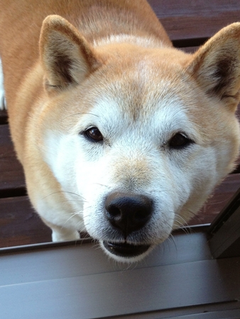 20121225kofu66.jpg