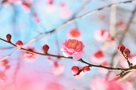 20130312p11.jpg