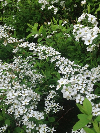 20130414p11.jpg
