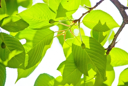 20130428p11.jpg